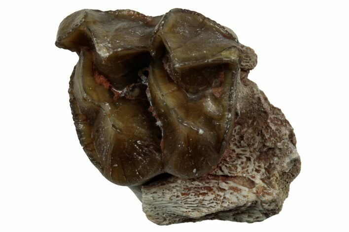 Fossil Oreodont Jaw Section - South Dakota #300280